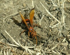 Cryptocheilus rubellus