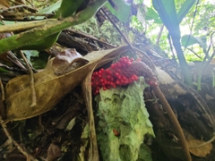 Anthurium crenatum