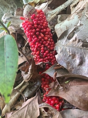 Anthurium crenatum