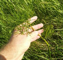 Peucedanum morisonii