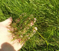 Peucedanum morisonii