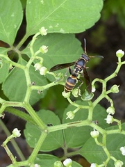 Polistes snelleni