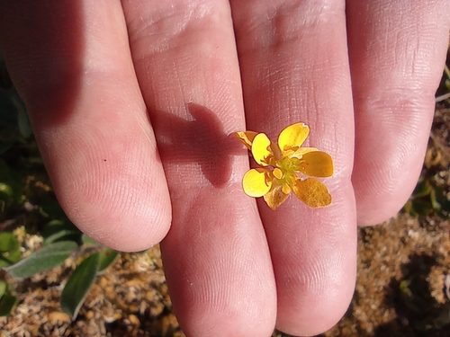 Image of Ranunculus lapponicus by no rights reserved