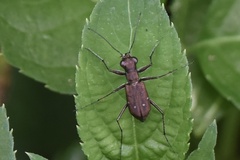 Cylindera kaleea