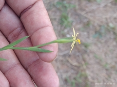 Sisyrinchium