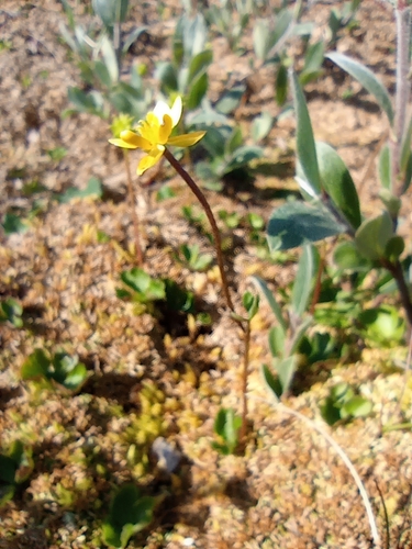 Image of Ranunculus lapponicus by no rights reserved