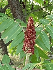 Rhus typhina