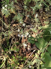 Stellaria vestita
