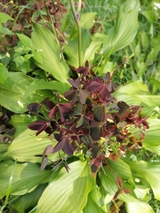 Oxalis stricta rufa