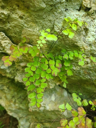 Image of Fragile Maidenhair (Adiantum fragile) by (c) ritirene, some rights reserved (CC BY)