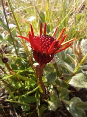 Packera heterophylla