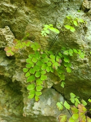 Adiantum fragile