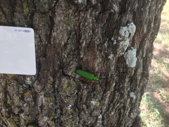 Plinthocoelium suaveolens