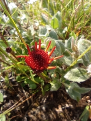 Packera heterophylla