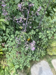 Thalictrum rochebruneanum