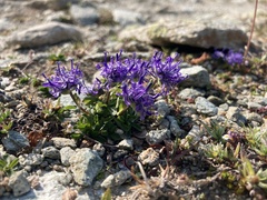 Phyteuma globulariifolium