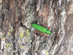 Plinthocoelium suaveolens