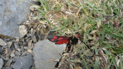 Zygaena anthyllidis