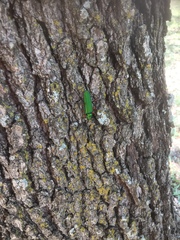 Plinthocoelium suaveolens