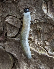 Pristiphora erichsonii