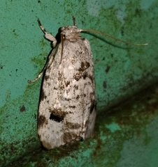 Lepidoptera