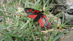 Zygaena anthyllidis