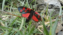 Zygaena anthyllidis
