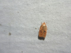 Agonopterix robiniella