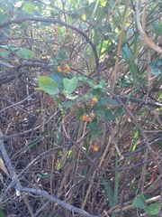 Rubus ellipticus