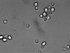 Russula pectinatoides