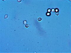 Russula pectinatoides