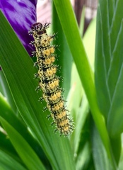 Hemileuca nevadensis