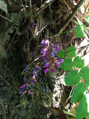 Wisterieae