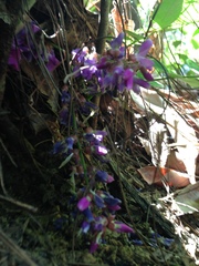 Wisterieae