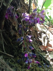 Wisterieae
