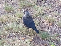 Corvus monedula
