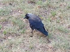 Corvus monedula