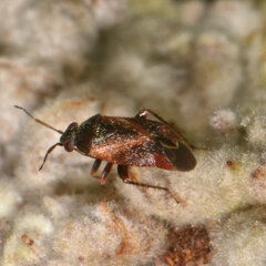 Psallus variabilis