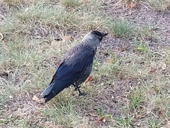Corvus monedula