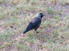 Corvus monedula
