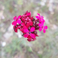 Dianthus pinifolius