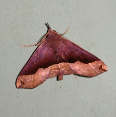 Ampelasia azelinoides