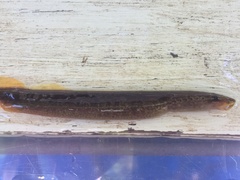 Lampetra richardsoni