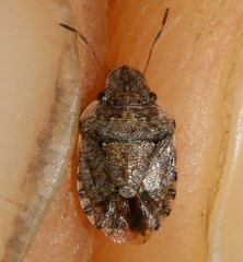 Sciocoris sideritidis