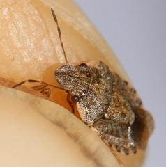 Sciocoris sideritidis