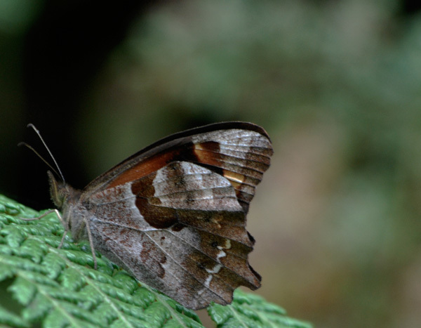 Lasiophila zapatoza