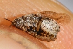 Sciocoris sideritidis