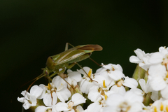 Calocoris