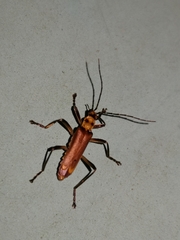 Chauliognathus sticticus