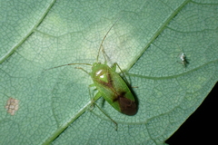 Neolygus viridis